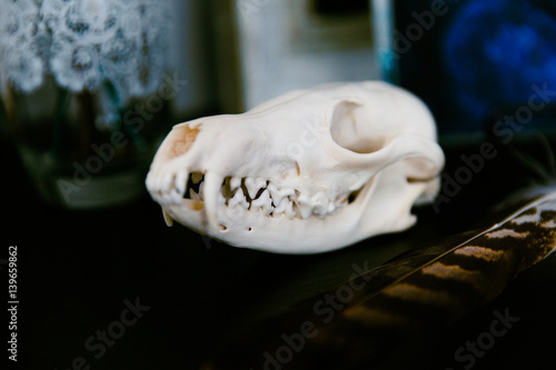 Skull fox lying on the dark table next to a hawk feather