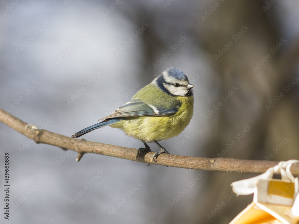 Fototapeta premium Eurasian blue tit, Cyanistes caeruleus, sitting in branches, closeup portrait, selective focus, shallow DOF