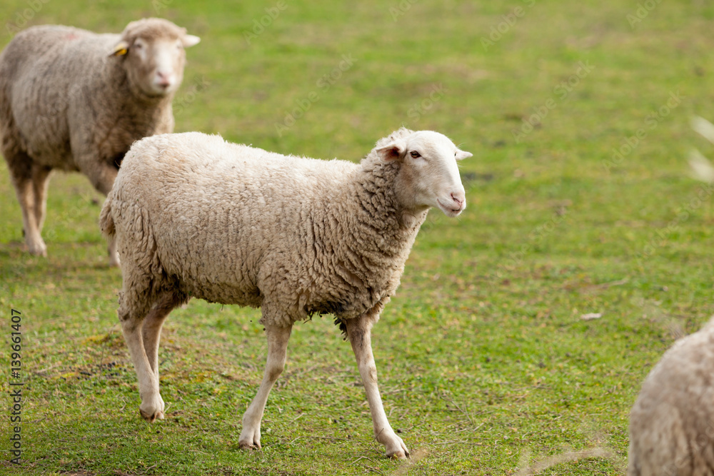 Sheeps grazing in the meadow with green grass