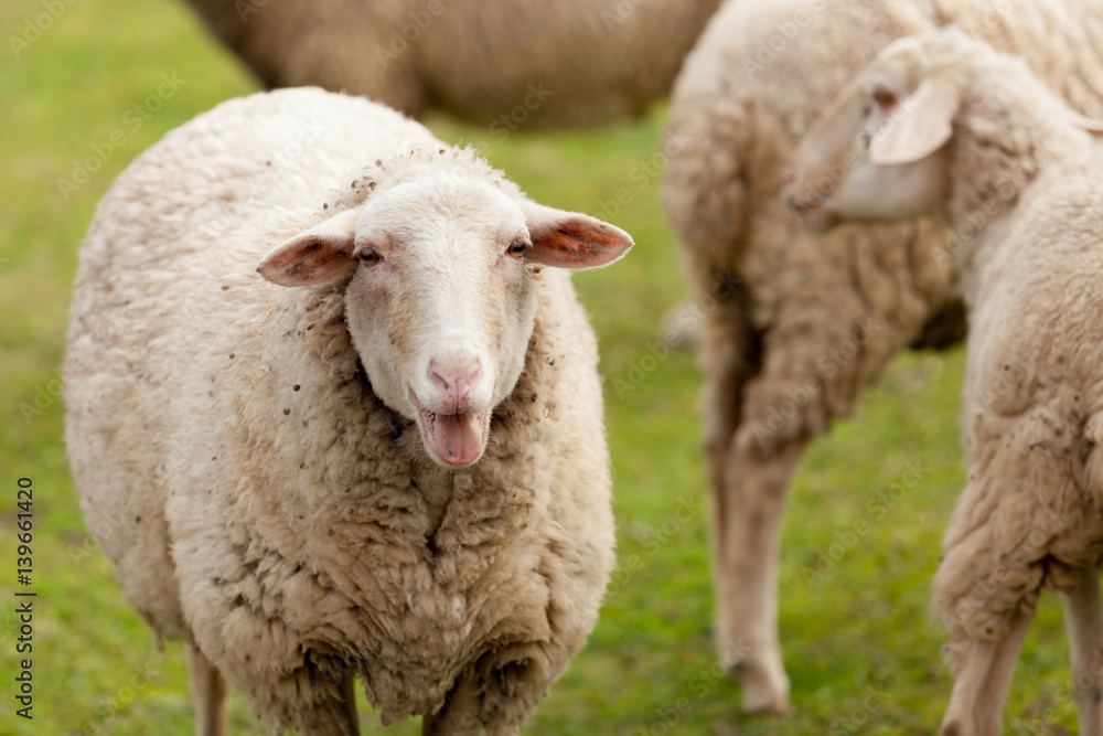 Sheeps grazing in the meadow with green grass Sheeps grazing in the meadow with green grass