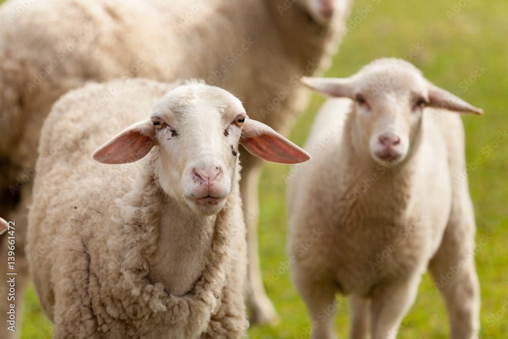 Sheeps grazing in the meadow with green grass Sheeps grazing in the meadow with green grass