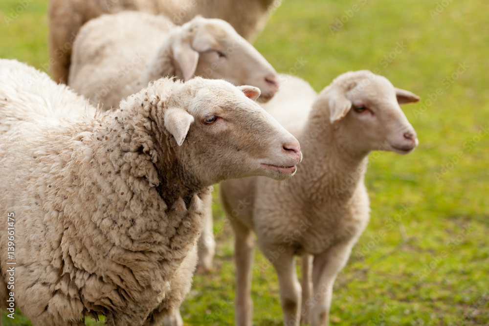 Sheeps grazing in the meadow with green grass Sheeps grazing in the meadow with green grass