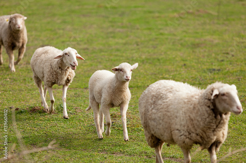 Fototapeta Naklejka Na Ścianę i Meble -  Sheeps grazing in the meadow with green grass
