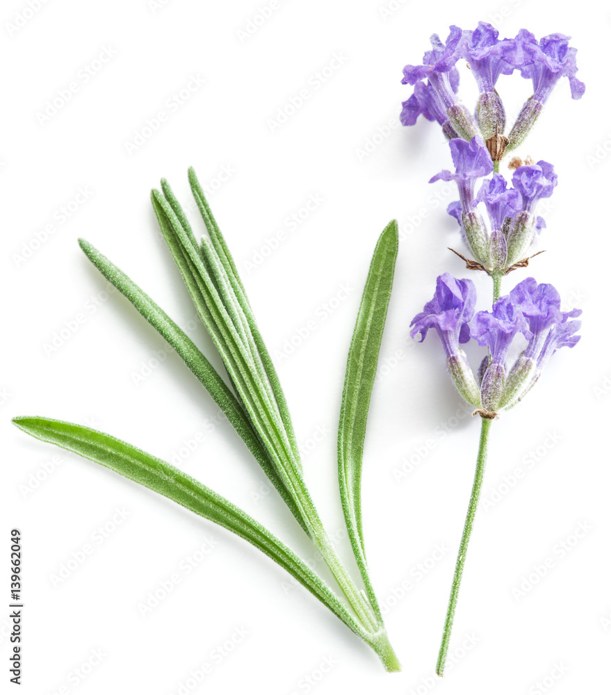 Fototapeta premium Bunch of lavandula or lavender flowers isolated on white background.