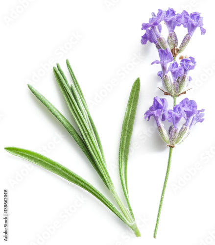 Bunch of lavandula or lavender flowers isolated on white background.