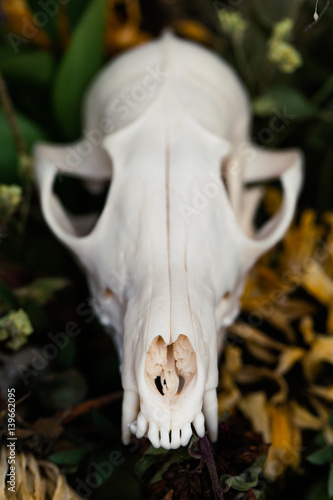 Skull fox in a bouquet of flowers wilted sunflower bouquet. © photominus21