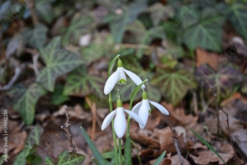 Schneegl  ckchen im Fr  hling