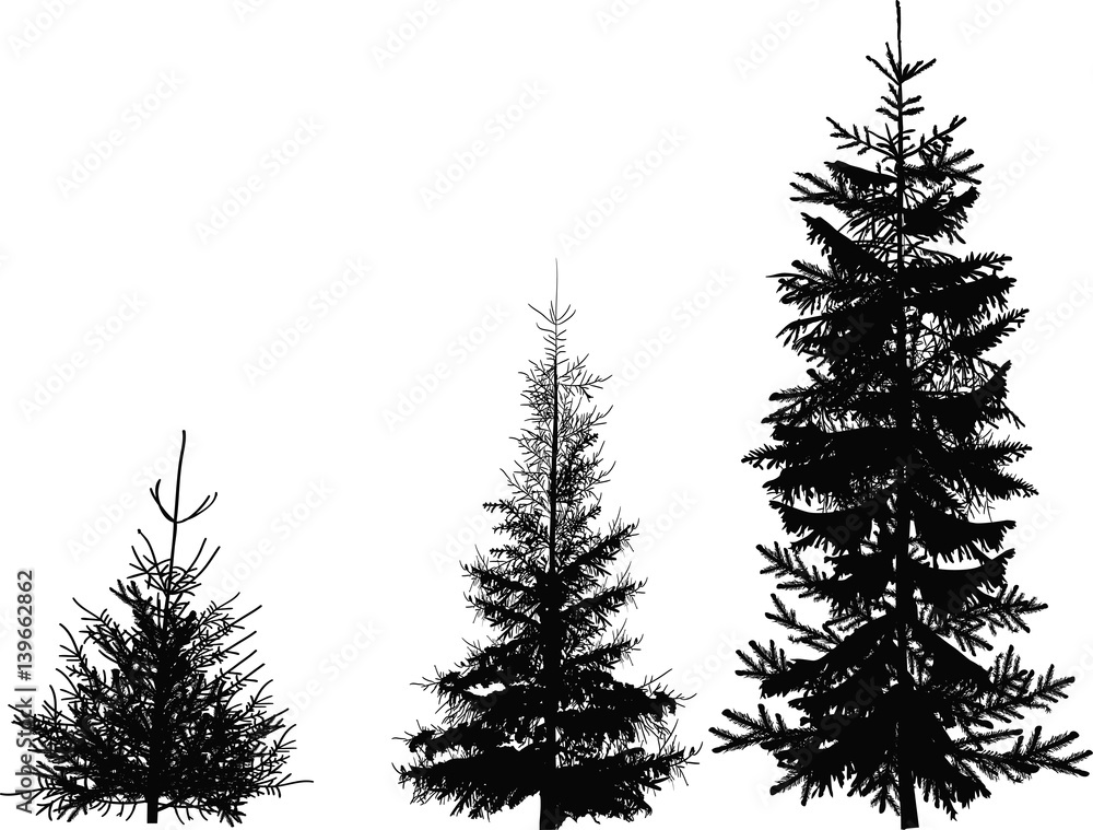 three fir black silhouettes isolated on white