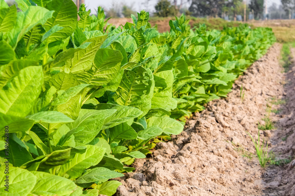 Cultivated tobacco in plantation. Its leaves commercially grown to be processes into tobacco industry Cultivated tobacco in plantation. Its leaves commercially grown to be processes into tobacco industry