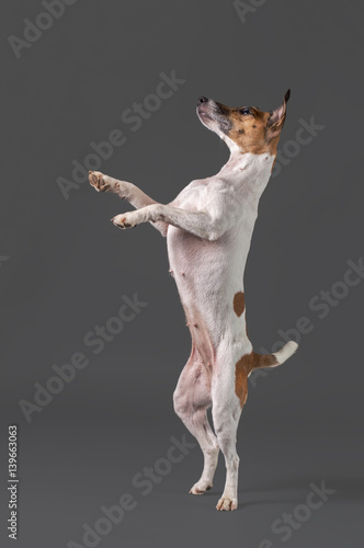Fototapeta Naklejka Na Ścianę i Meble -  Fox terrier dog standing on its hind legs on a gray background 