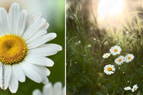 camomile diptych