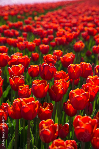 field with red tulips in the netherlands