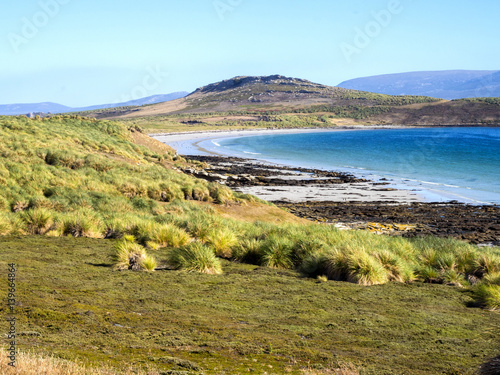 stands of native grasses Tussac grass, Poa flabellata, preserved only on islands where the sheep are not, Cracass, Falkland - Malvinas