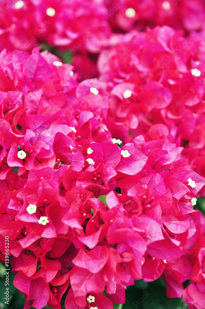 Obraz premium Purple Bougainvillea blossom