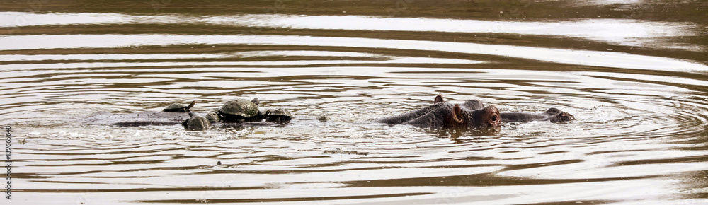 Obraz premium Hippopotamus