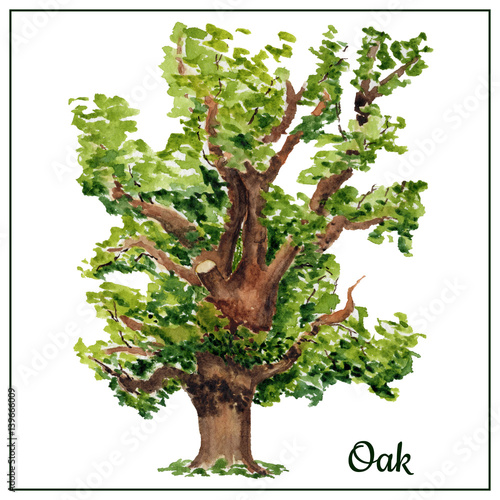 Watercolor oak card