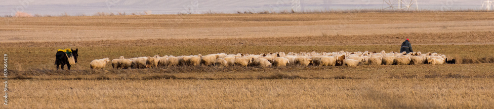Shepherd with herds of sheep in fields Shepherd with herds of sheep in fields