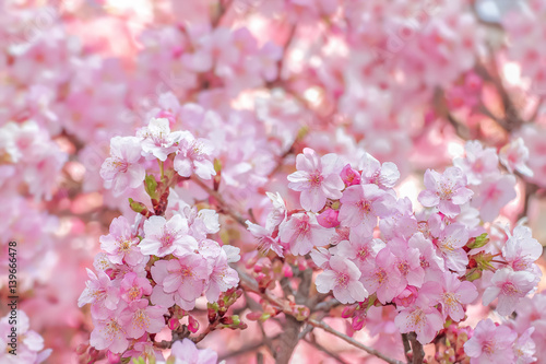 桜の開花イメージ