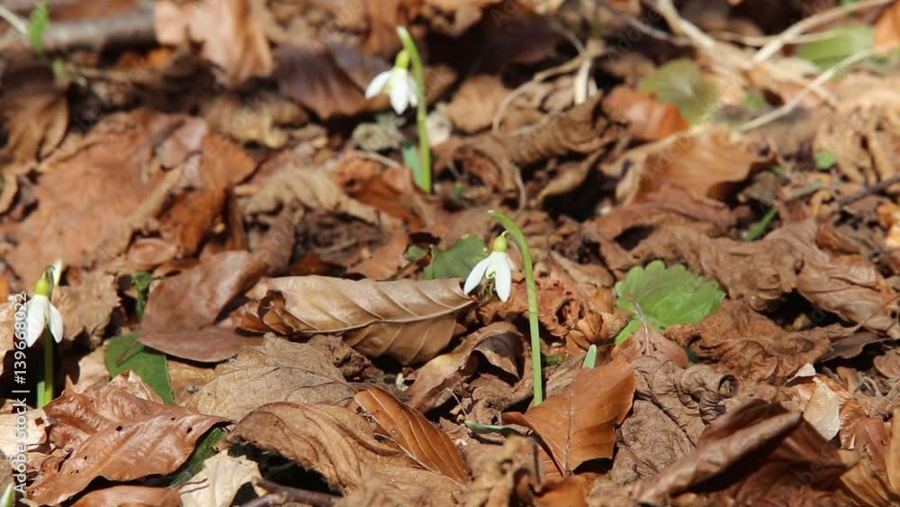 Spring snowdrops flowers and bee looking for pollen Spring snowdrops flowers and bee looking for pollen