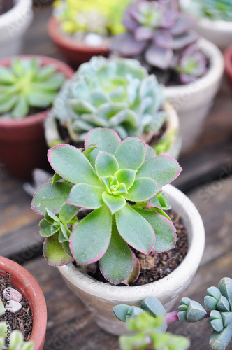 A succulent plant in asia