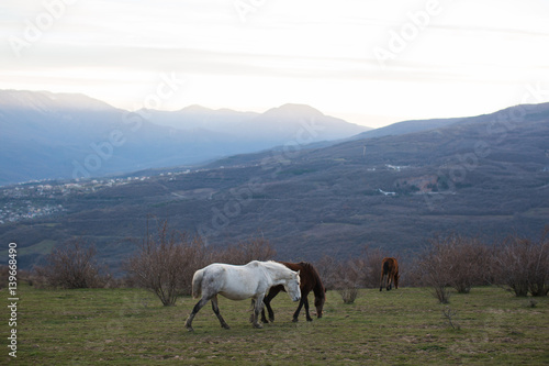 herd of horses graze in the mountains at sunset