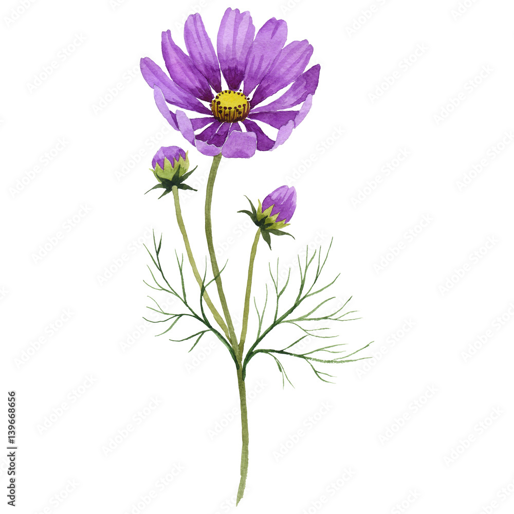 Wildflower kosmeya flower in a watercolor style isolated.