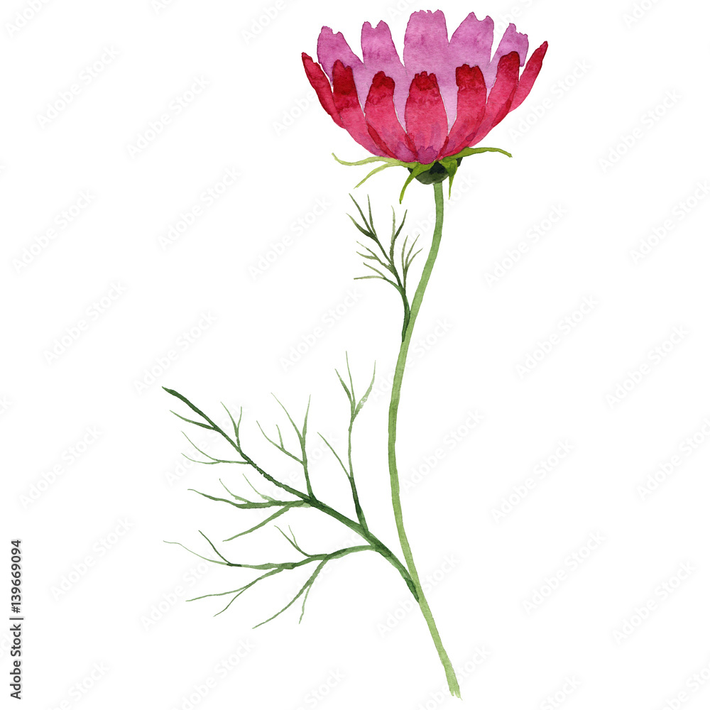 Wildflower kosmeya flower in a watercolor style isolated. Wildflower kosmeya flower in a watercolor style isolated.