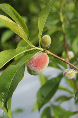 Pfirsich Frucht klein unreif