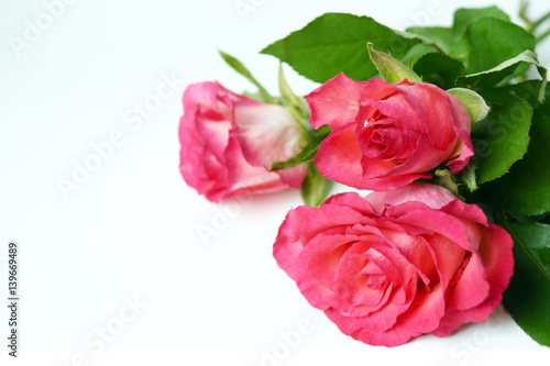 Bouquet pink roses in drop dew. Fresh garden flowers on white background.