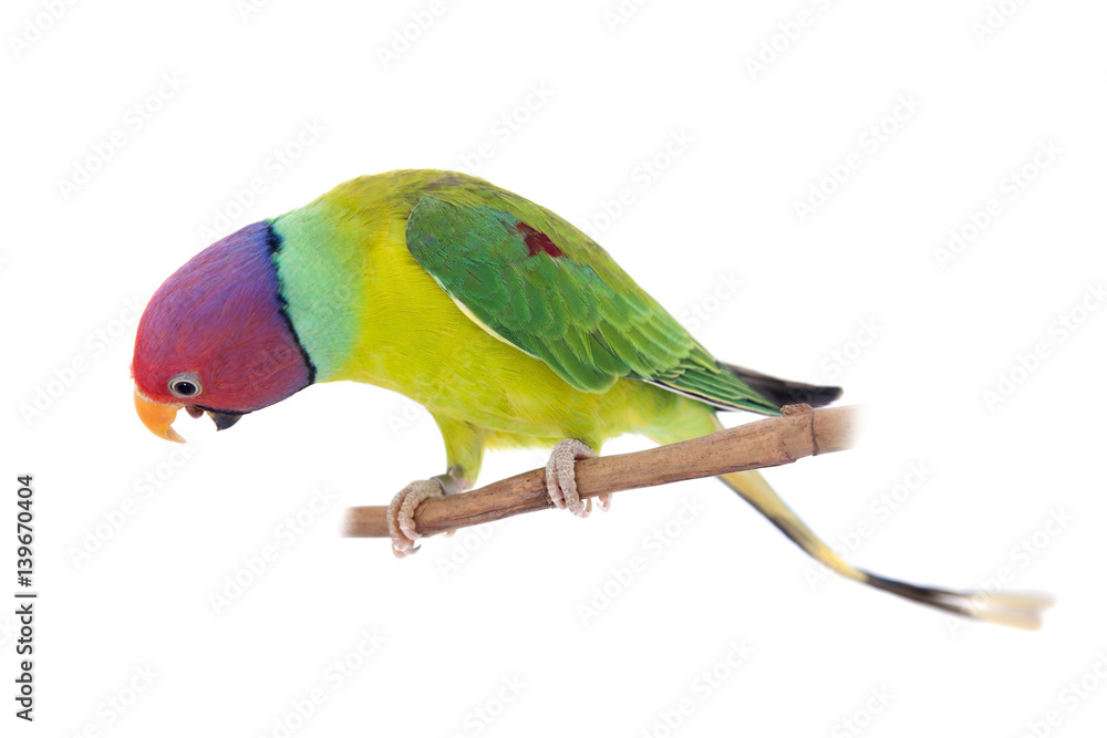 Obraz premium Male of plum-headed parakeet on white
