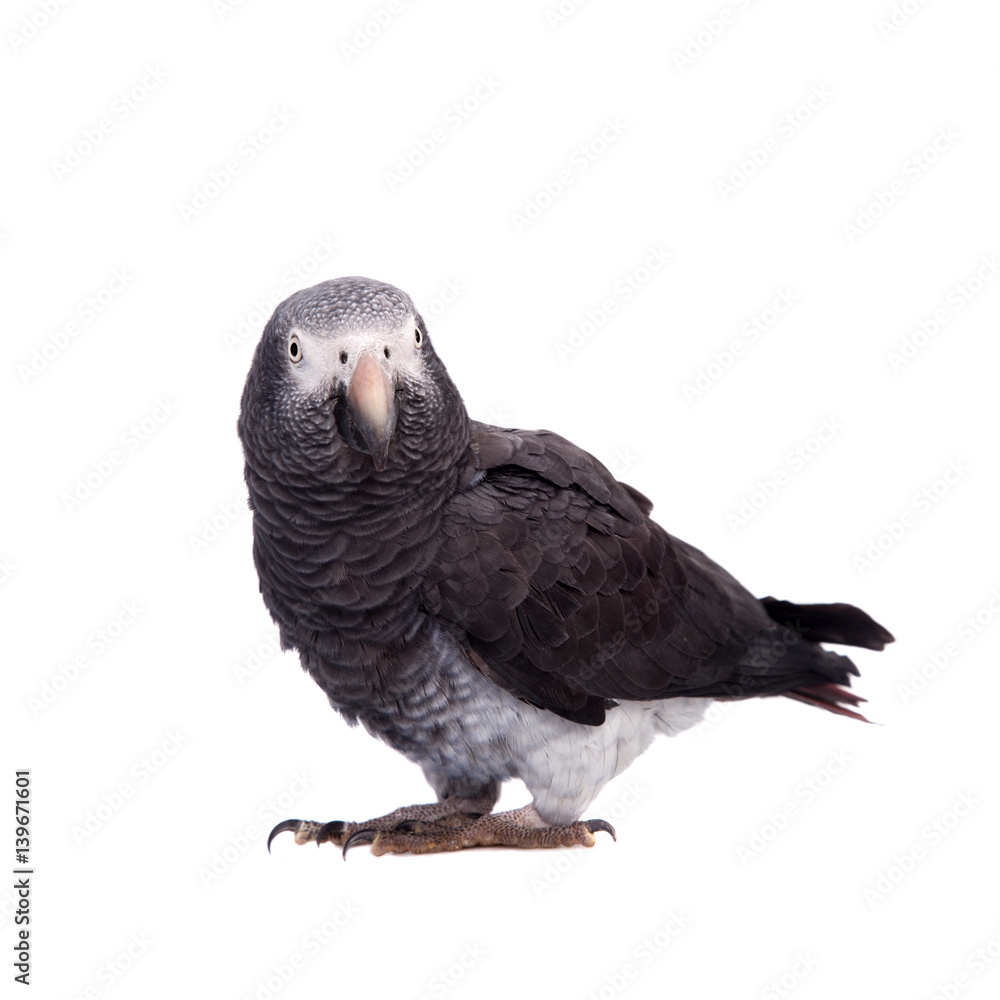 Naklejka premium African Grey Parrot isolated on white