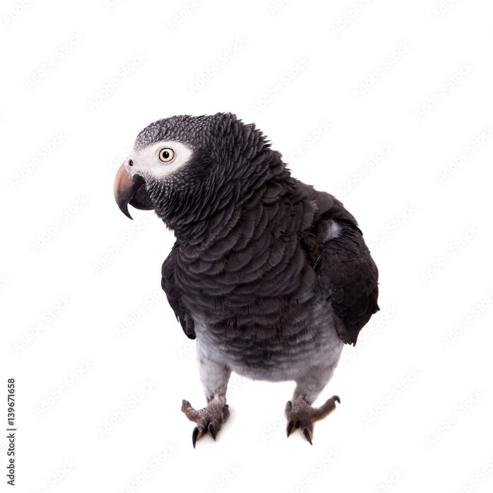 Naklejka premium African Grey Parrot isolated on white