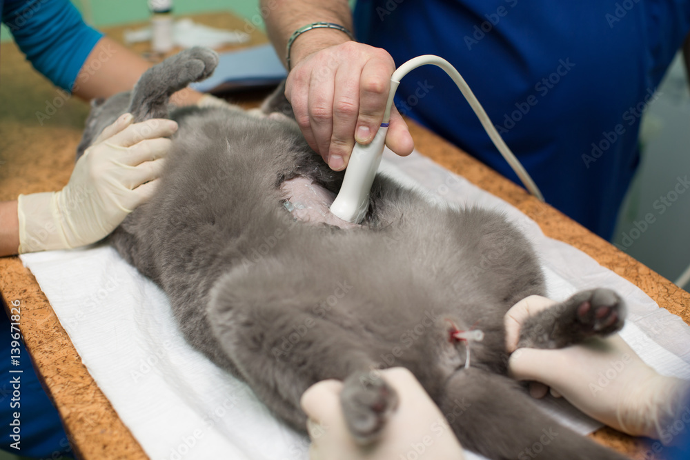 The Vet Does An Ultrasound Cat In Clinic Stock Photo 