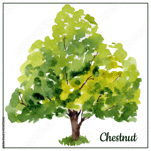 Watercolor chestnut tree