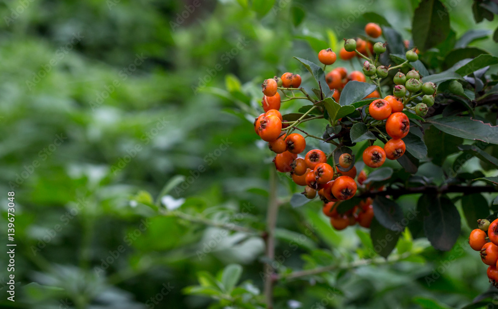 Close up of orange pyracantha berries on a branch