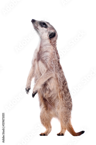 The meerkat or suricate on white