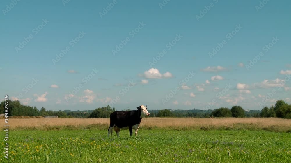 Cow grazing on a meadow. Cow grazing on a meadow.