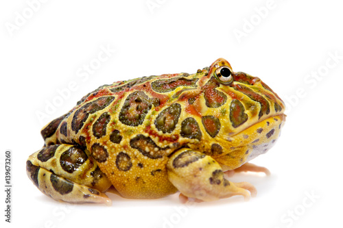 Cranwell's horned frog isolated on white