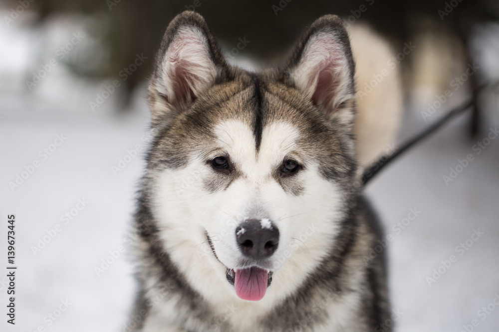 Dog Siberian husky in the winter in the woods. Dog Siberian husky in the winter in the woods.