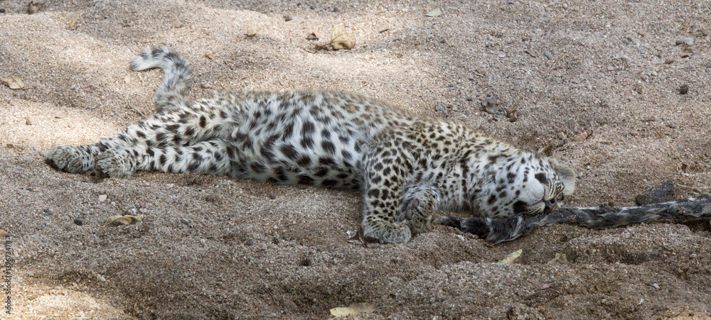 Obraz premium Leopard cub