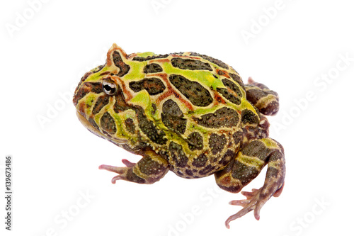 The Argentine horned frog isolated on white