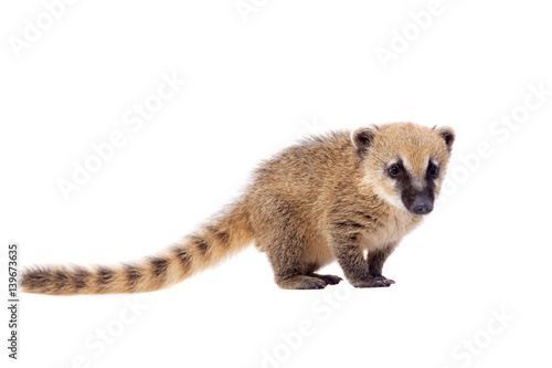 South American coati, Nasua nasua, baby on white