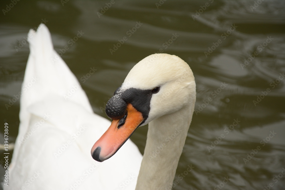 Detail of the head and part of the body of a swan