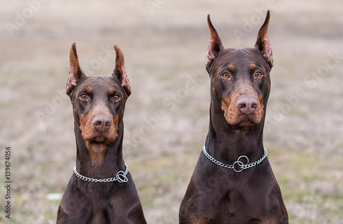 Cuadro en lienzo Doberman pinscher poses for the camera