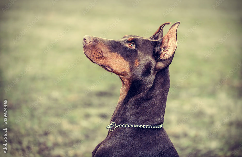 Doberman pinscher poses for the camera Doberman pinscher poses for the camera