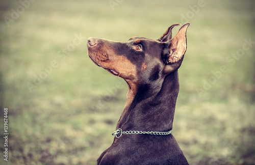 Obraz na plátně Doberman pinscher poses for the camera