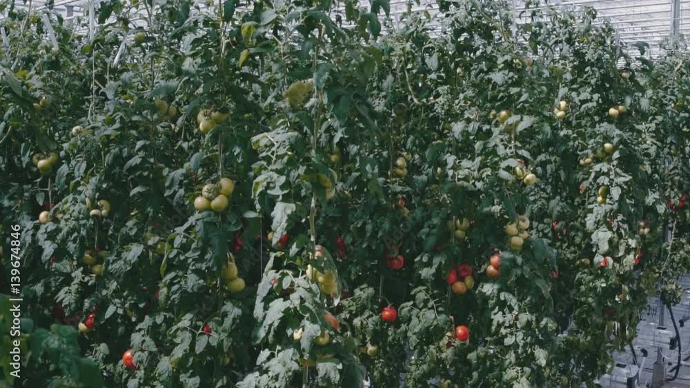 Highest bushes with ripening green and red tomatoes in a greenhouse Highest bushes with ripening green and red tomatoes in a greenhouse
