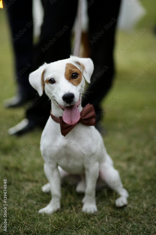 Jack Russell guarda in macchina con la lingua fuori Jack Russell guarda in macchina con la lingua fuori