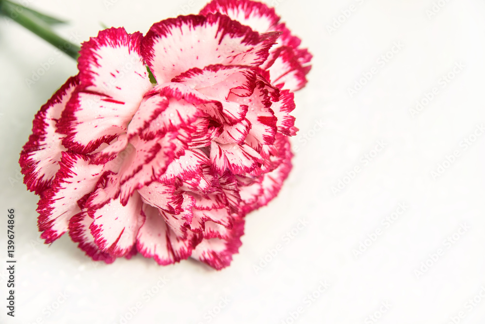carnation isolated on white. artistic background for mother day or women's day 