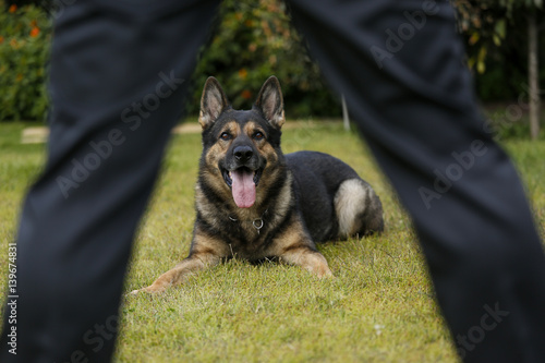 Fototapeta Naklejka Na Ścianę i Meble -  Pastore tedesco guarda il suo padrone
